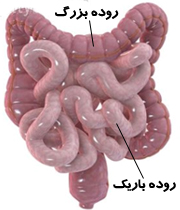 تاپ شنبه. کدام مواد غذایی چه اندام هایی را از کار می اندازند؟