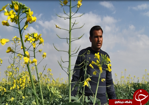 همراه با دانه روغنی کلزا از کشت تا کارخانه/ایران در مسیر خوداتکایی تولید روغن گام بر می&zwnj;دارد+فیلم/ناقص