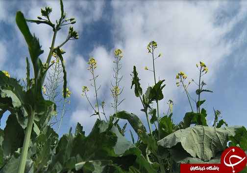 همراه با دانه روغنی کلزا از کشت تا کارخانه/ایران در مسیر خوداتکایی تولید روغن گام بر می&zwnj;دارد+فیلم/ناقص