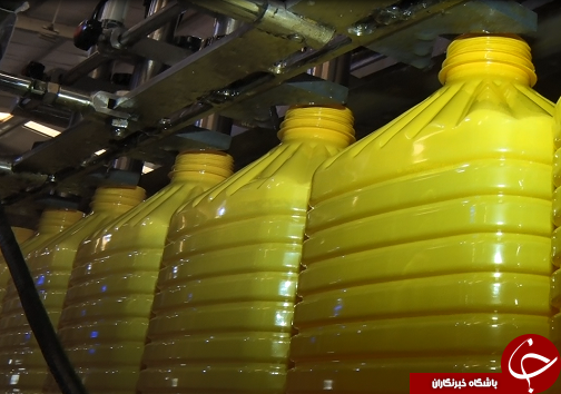 همراه با دانه روغنی کلزا از کشت تا کارخانه/ایران در مسیر خوداتکایی تولید روغن گام بر می&zwnj;دارد+فیلم/ناقص