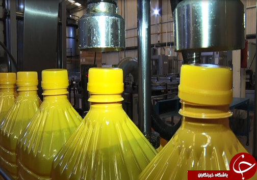 همراه با دانه روغنی کلزا از کشت تا کارخانه/ایران در مسیر خوداتکایی تولید روغن گام بر می&zwnj;دارد+فیلم/ناقص