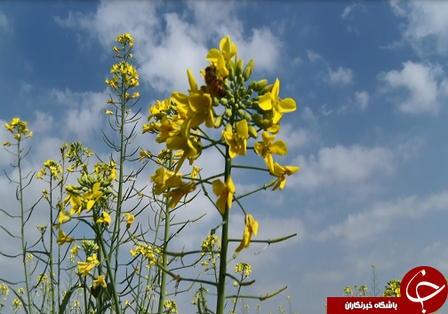 همراه با دانه روغنی کلزا از کشت تا کارخانه/ایران در مسیر خوداتکایی تولید روغن گام بر می&zwnj;دارد+فیلم/ناقص