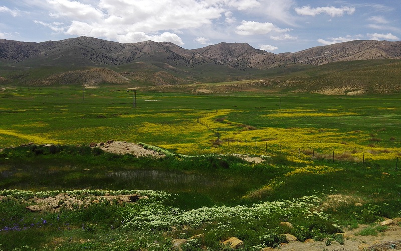 احیای ۵ هزار هکتار از مراتع استان ایلام