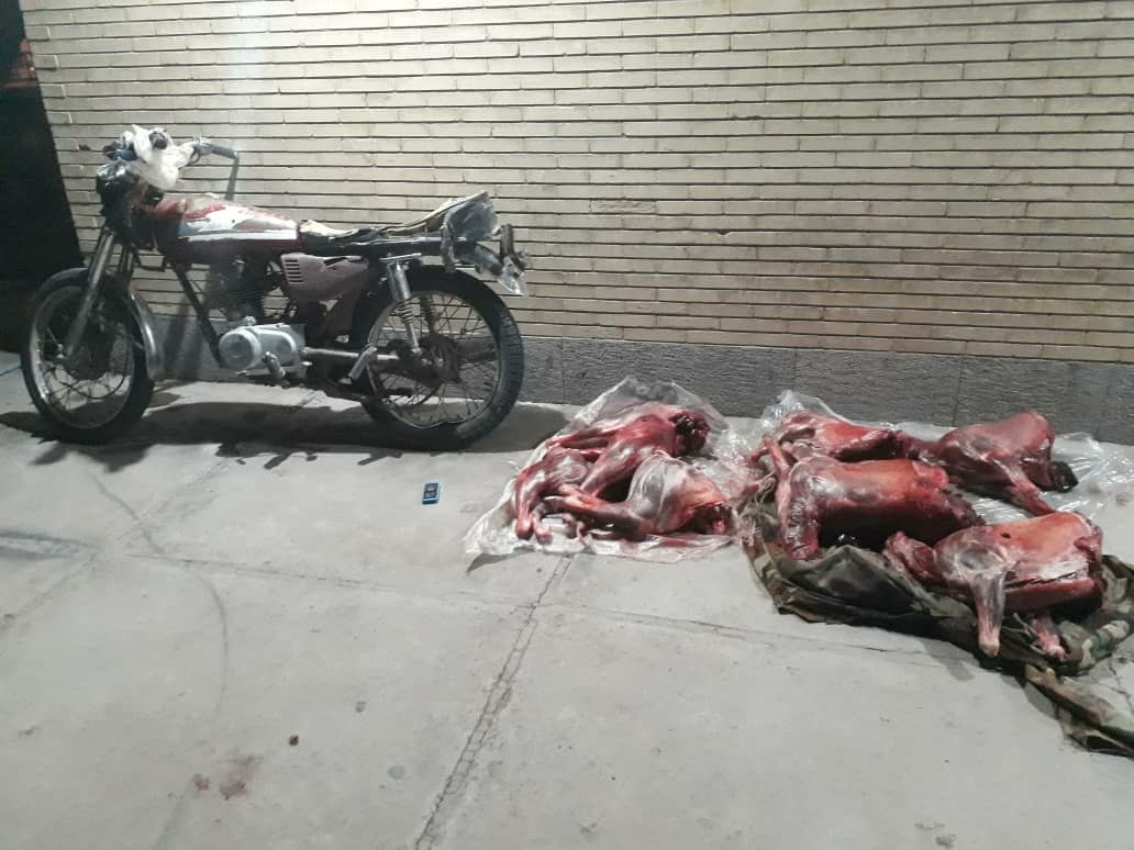 دستگیری شکارچی متخلف و کشف لاشه ۴راس بزوحشی