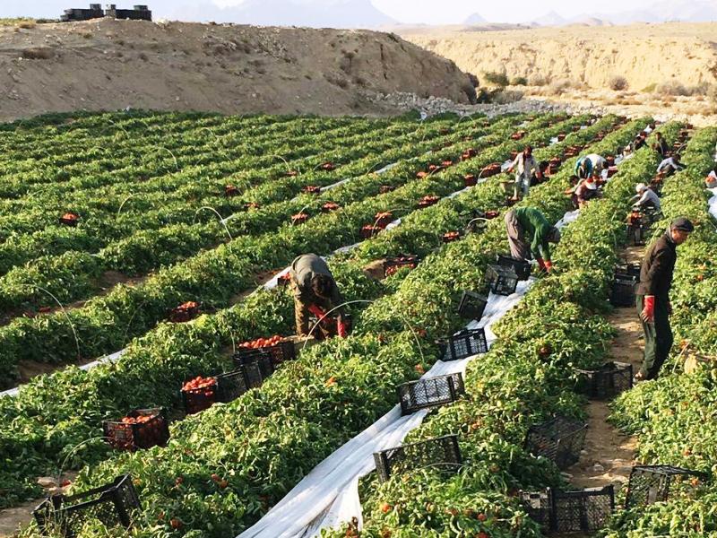 آمارگیری محصولات زراعی فردا در بوشهر آغاز می‌شود