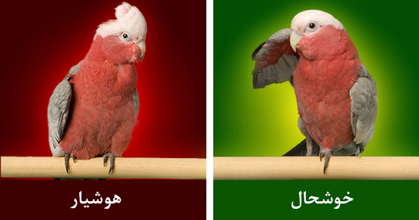 چگونه زبان حیوانات را بفهمیم؟