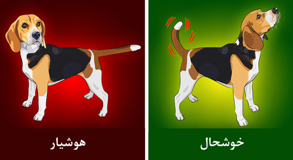 چگونه زبان حیوانات را بفهمیم؟