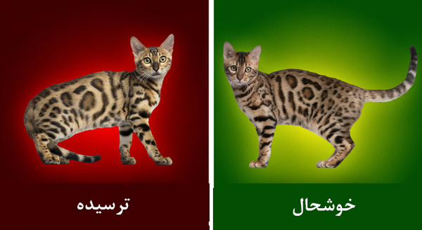 چگونه زبان حیوانات را بفهمیم؟