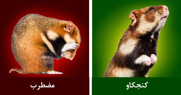 چگونه زبان حیوانات را بفهمیم؟