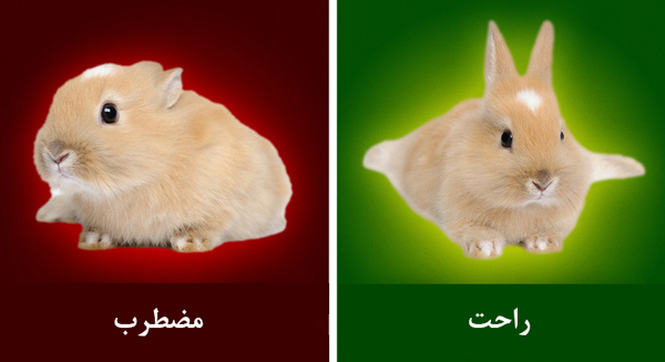 چگونه زبان حیوانات را بفهمیم؟