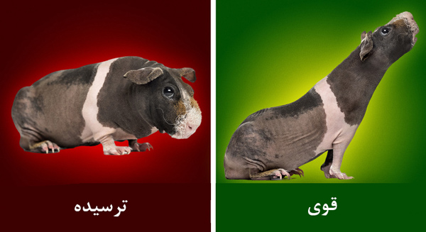چگونه زبان حیوانات را بفهمیم؟