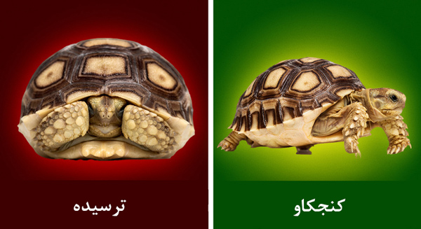 چگونه زبان حیوانات را بفهمیم؟