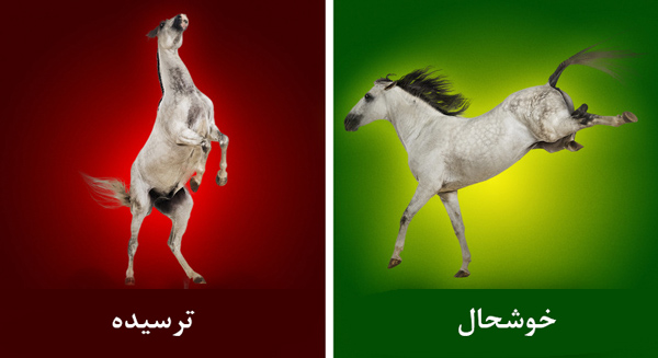 چگونه زبان حیوانات را بفهمیم؟