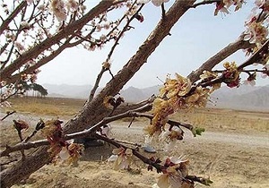آموزش باغداران شهرستان بن برای مقابله با سرمازدگی