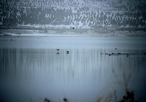 برگزاری تور آشنایی با پرنده‌نگری در تالاب شورابیل اردبیل