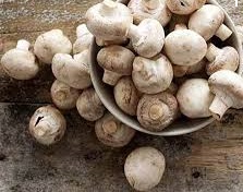 پرورش و تولید قارچ خوراکی از مشاغل زودبازده است پرورش و تولید قارچ خوراکی از مشاغل زودبازده است