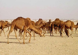 شتر‌های قاچاق به مقصد نرسیدند