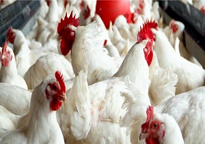 دستگیری سارقان طیور در بافق