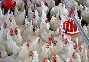 مزارع پرورش طیور گوشتی ضدعفونی شوند