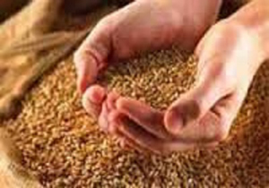 توزیع بذر‌های گواهی شده غلات در بین کشاورزان فراشبند