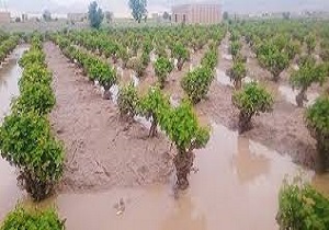 پرداخت ۷۱میلیارد تومان تسهیلات به کشاورزان سیلزده لرستانی