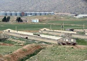 ۱۳۰۰ نفر در کشت و صنعت خرم‌ آباد مشغول به کار هستند