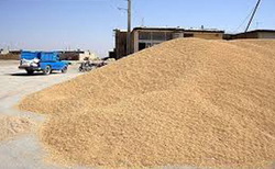 کلاهبرداری میلیاردی با فروش شن و ماسه به جای گندم
