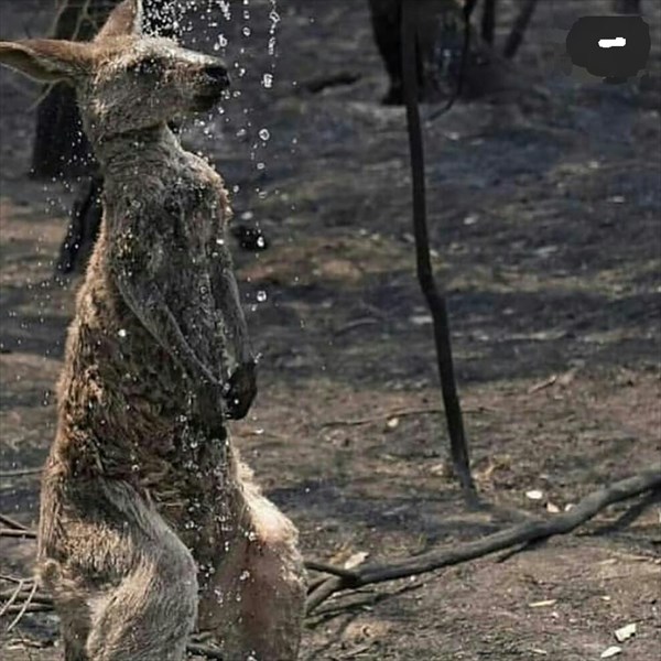 جهنم آتش&zwnj;سوزی استرالیا برای گونه&zwnj;های جانوری / نابودی نیم میلیارد حیوان بومی در آتش!