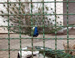 باغ&zwnj;وحش مشهد می&zwnj;ماند
