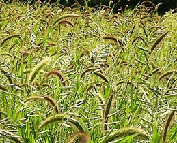 کنترل علف‌های هرز در ۱۹۰۰ هکتار از مزارع گندم شبستر