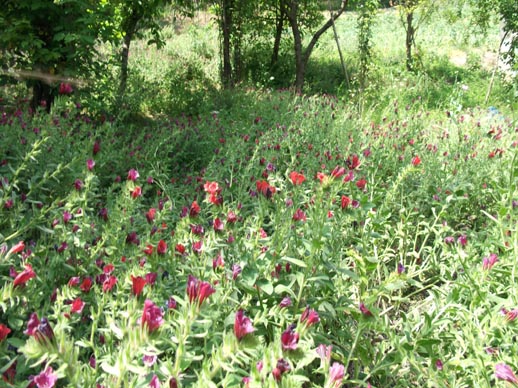 کشت گیاهان داروئی در شهرستان ارزوئیه