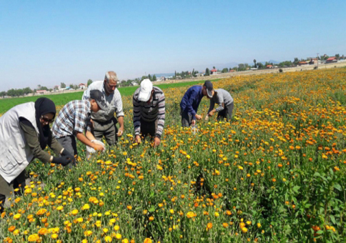 فواید جادویی کشت گیاهان دارویی فواید جادویی کشت گیاهان دارویی