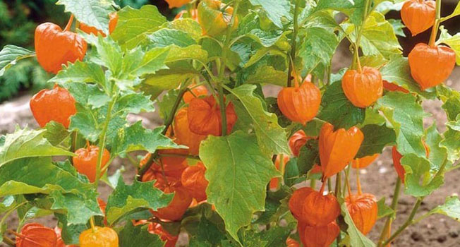 داغی برداشت محصولات گلخانه ای در زمستان زنجان/گلخانه ای که میزبان میوه گرمسیری فیسالیس است