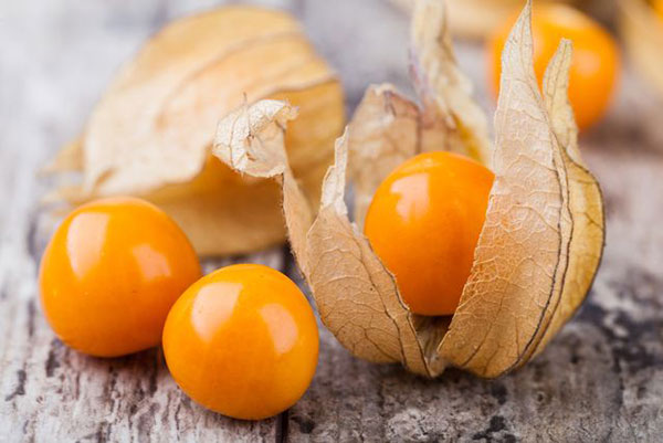 داغی برداشت محصولات گلخانه ای در زمستان زنجان/گلخانه ای که میزبان میوه گرمسیری فیسالیس است