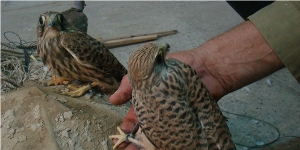 دستگیری شکارچیان متخلف در شیروان