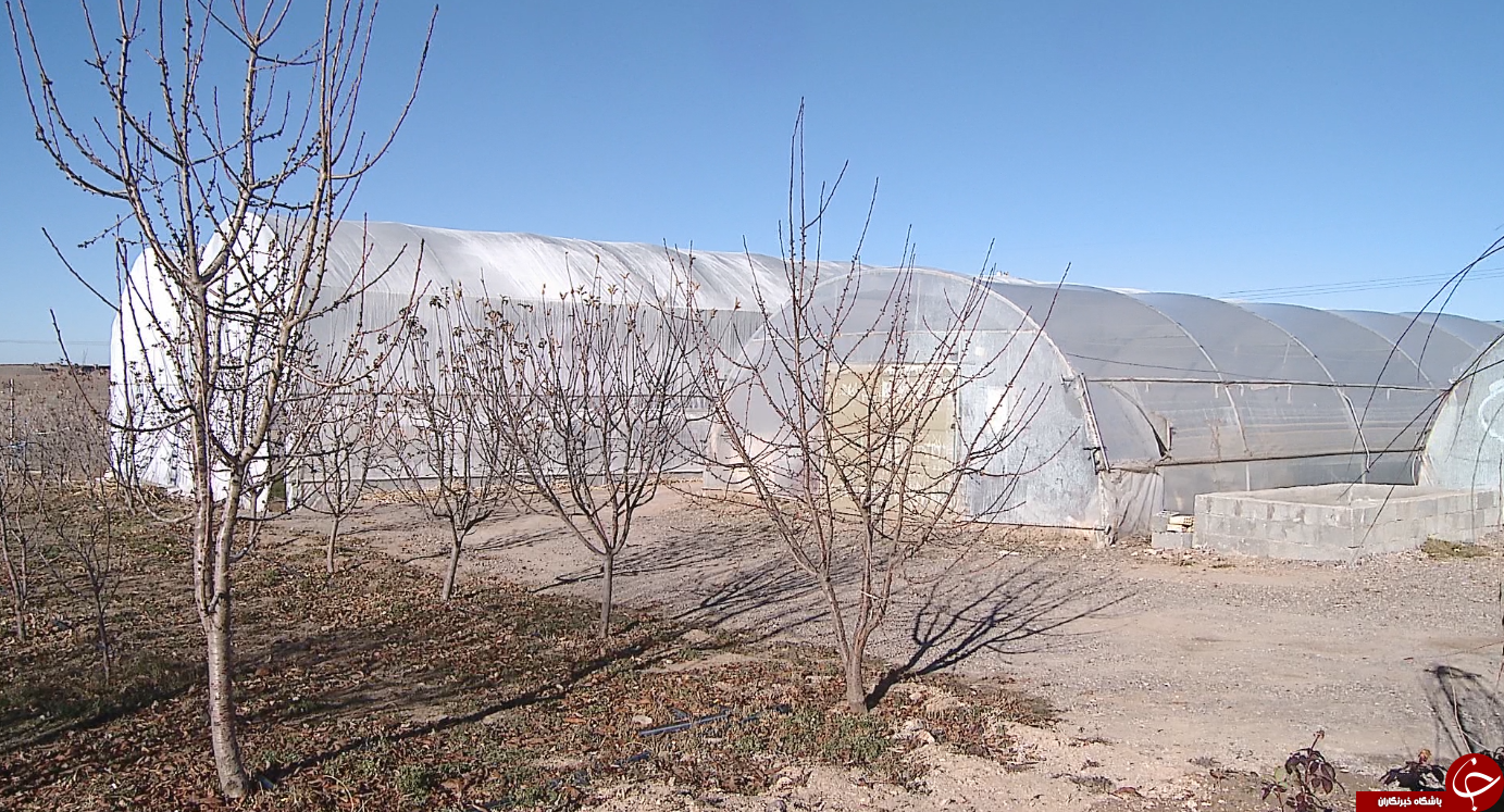 داغی برداشت محصولات گلخانه ای در زمستان زنجان/گلخانه ای که میزبان میوه گرمسیری فیسالیس است
