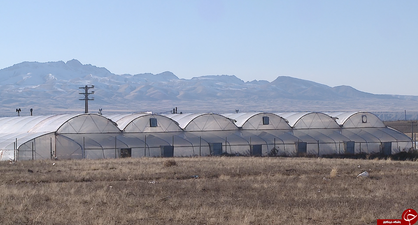 داغی برداشت محصولات گلخانه ای در سرمای زمستان زنجان/گلخانه ای که میزبان میوه گرمسیری فیسالیس است