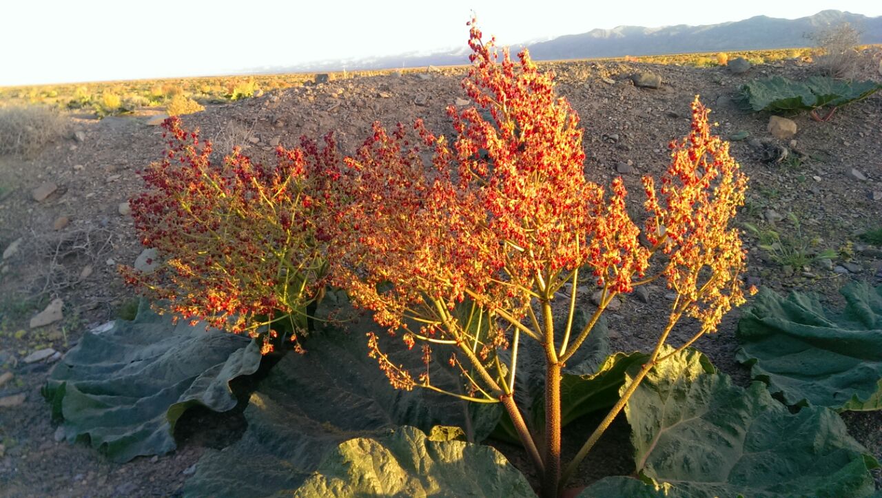 سفر به روستای پر رمز و راز شهرستان گناباد/ تصاویری زیبا از قلعه شهاب