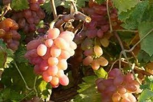 ۳۰دی مهلت پایانی بیمه تاکداران