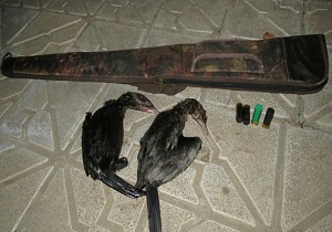 دستگیری ۵ شکارچی غیر مجاز در شهرستان پارس آباد