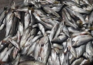 معدوم کردن۵۰ کیلوگرم ماهی غیر قابل مصرف