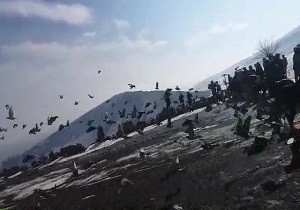 رهاسازی پرندگان در طبیعت «چرمهین» + فیلم