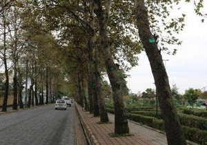 امسال ۲۵۰۰۰ اصله درخت درشهرستان سلماس پلاک کوبی شده است