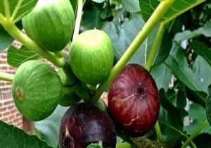 برگزاری کارگاه آموزشی کاشت، داشت و برداشت انجیر