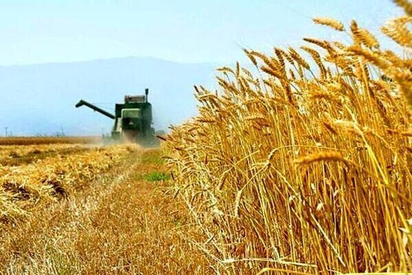 پیش بینی برداشت ۲۰ تن گندم در رشتخوار