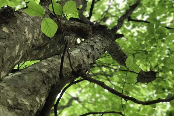 درختی که &laquo;آهن&raquo; صدایش می&zwnj;کنند