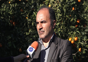 پرورش ۸ رقم مرکبات تجاری در مازندران