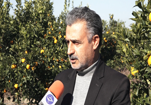 راهی برای ورود مرکبات مازندران به بازارهای جهانی