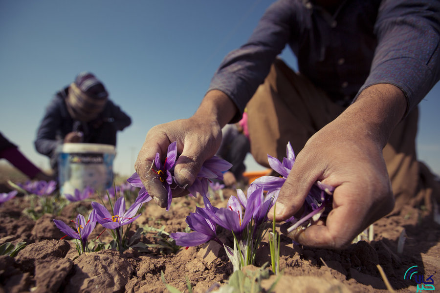 پیگیری برای پرداخت مبلغ خرید حمایتی زعفران