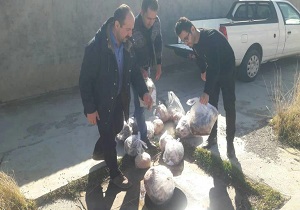 کشف بیش از ۳۰۰ کیلو گرم گوشت غیر قابل مصرف در استان قزوین